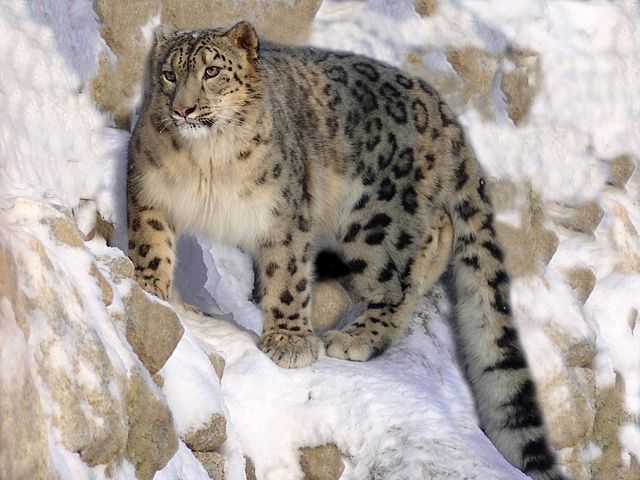 Snow_leopard.jpg